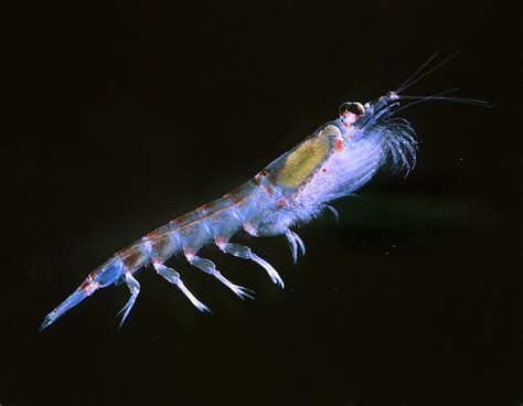 Threats and Conservation: Safeguarding the Fragile Presence of Tiny Crustaceans