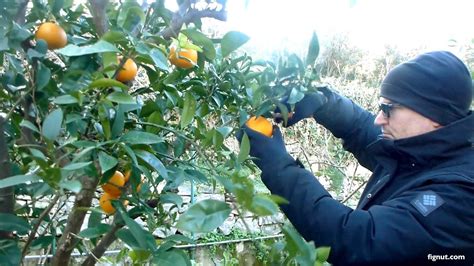 Time to Pick: Techniques for Harvesting Oranges Without Damaging the Fruit