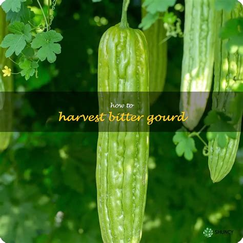 Tips and Tricks for Growing and Harvesting the Bitter Gourd