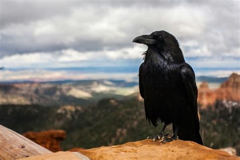 Tips for Analyzing and Deciphering Your Dreams of the Tiny Obsidian Avian