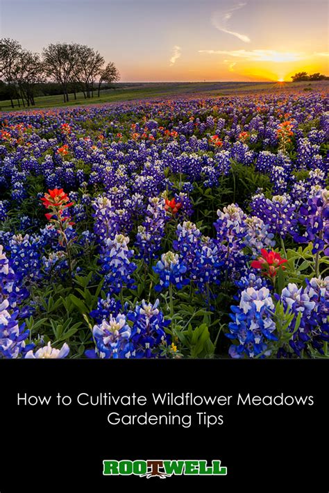 Tips for Cultivating Your Own Sunlit Meadow