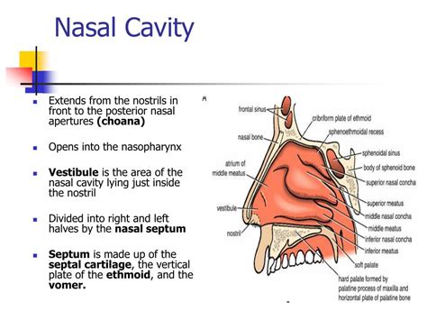 Tips for Deciphering and Comprehending Dreams Involving a Nasal Cavity Aperture