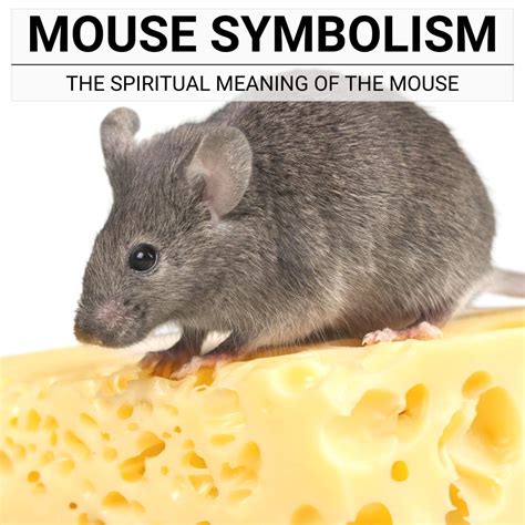 Tips for Deciphering the Hidden Symbolism in Mouse Vision