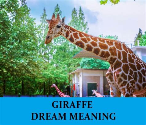 Tips for Decoding Chased Giraffe Dreams: Techniques to Enhance Dream Interpretation Skills