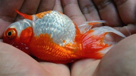 Tips for Decoding Dreams of Dying Goldfish