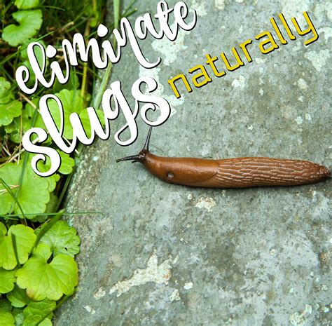 Tips for Overcoming Fear of Slugs in Your Dreams