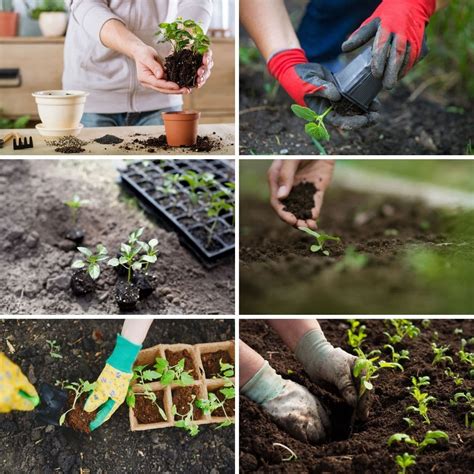 Tips for Planting and Transplanting Vegetables