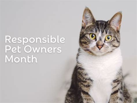 Tips for Responsible Pet Ownership: Providing Optimal Care for Your Beloved Companion