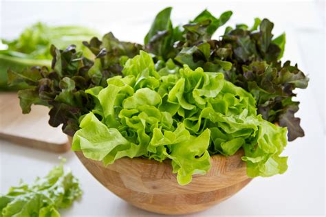 Tips for Storing and Preserving Lettuce: Keeping It Fresh and Crisp