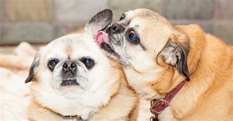 Tips for Understanding and Analyzing Dreams of Canines Engaging in Ear-licking Behavior