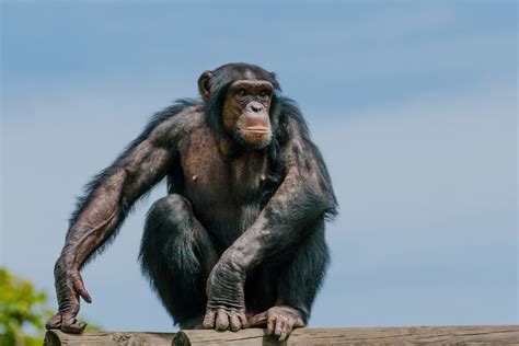 Tips for a Safe and Enjoyable Chimpanzee Interaction Experience