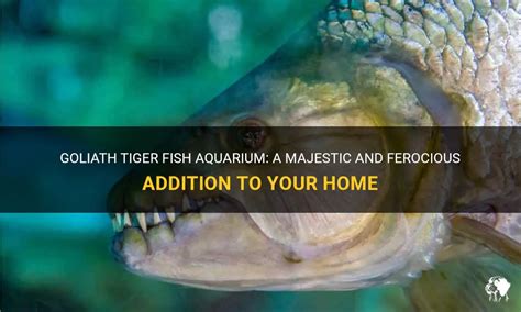 Tips for an Unforgettable Adventure in Pursuit of the Ferocious Tiger Fish