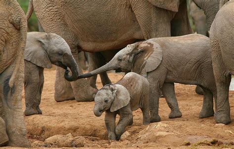 Tips to Ensure a Blissful Experience with Your Adorable Infant Pachyderm