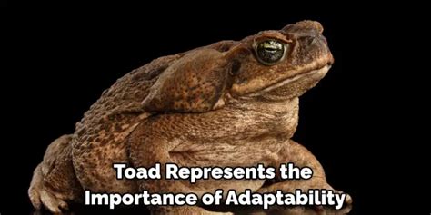 Toad as a Spiritual Guide: Understanding its Symbolic Importance