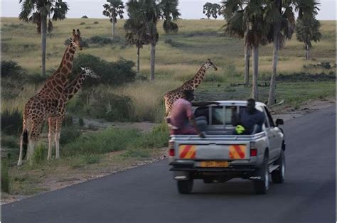 Towering Visionaries: Delving into the Cultural Significance of Giraffes Across Diverse Societies