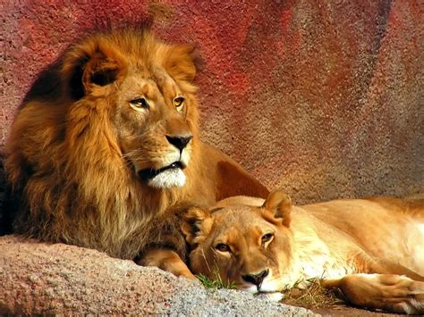 Training the King of the Jungle: Is Domestication Possible?