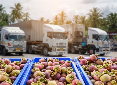 Transportation and Storage: Ensuring Freshness and Quality