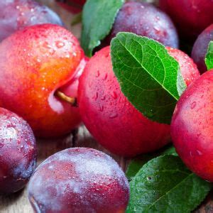 Tricks to Assessing the Ripeness of a Plum