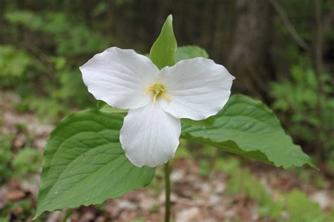 Trillium's Height: Fact or Fiction?