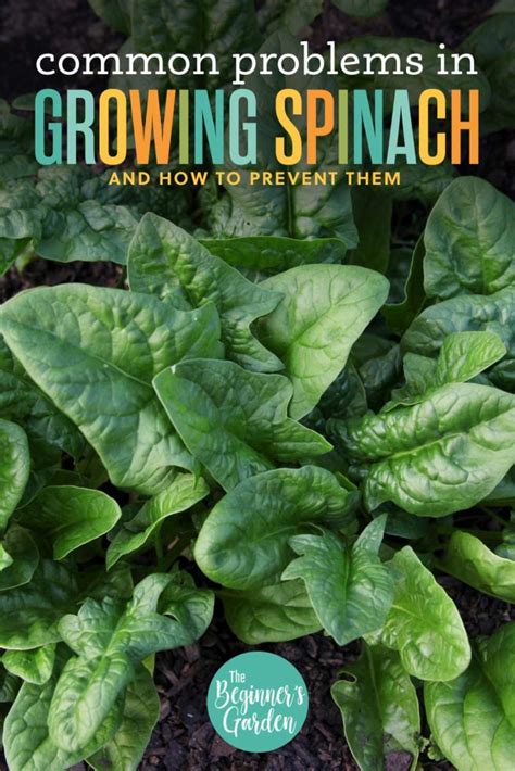 Troubleshooting Common Issues with Growing Spinach