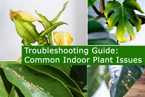 Troubleshooting Common Issues with Indoor Plants