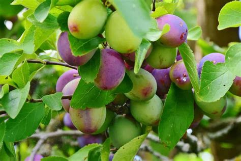 Troubleshooting Common Plum Problems and Pitfalls