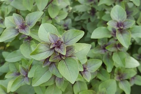 Tulsi Care 101: Watering, Pruning, and Fertilizing Tips to Keep Your Holy Basil Flourishing