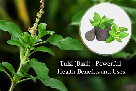 Tulsi Leaves: A Potent Herbal Remedy