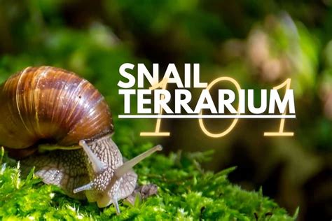 Turning Your Snail Pet Dreams into Reality