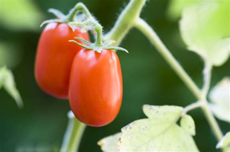 Types of Tomato Cultivars for Your Home Garden