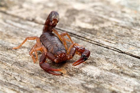 Unbelievable Encounters in the Air: People's Extraordinary Experiences with Soaring Scorpions