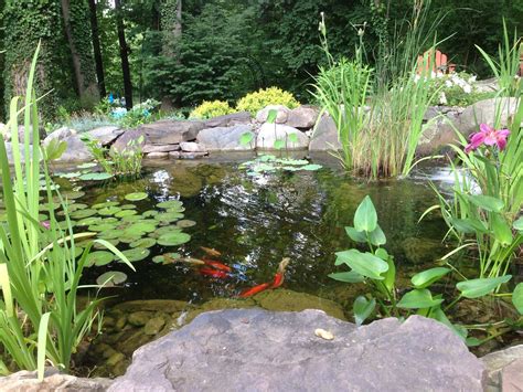 Uncover the Secrets of Maintaining a Vibrant Pond