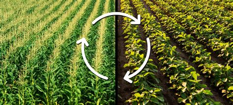 Uncovering the Role of Crop Rotation in Enhancing Harvest Yields