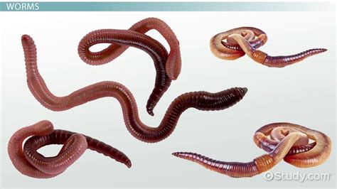 Uncovering the Significance: Worms Engulfing the Human Body