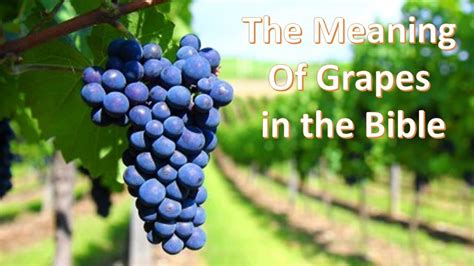 Uncovering the Spiritual Significance of the Grape Tree Vision