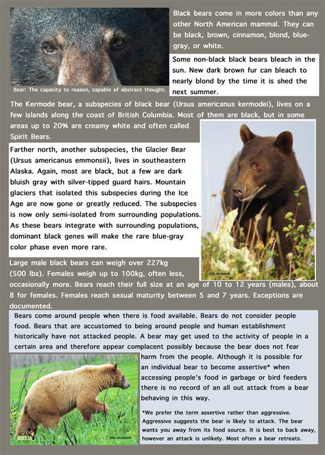 Understanding Bear Behavior and Distinguishing Different Species