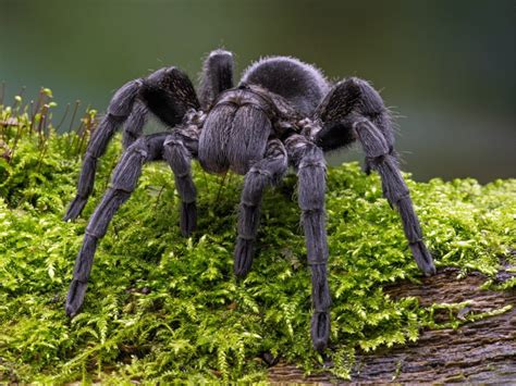 Understanding Different Scenarios Featuring a Dark Tarantula in Oneiric Manifestations