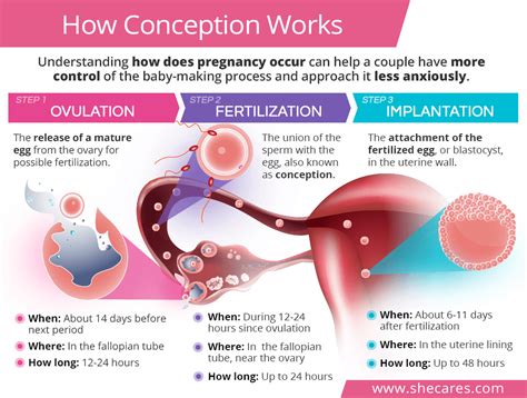 Understanding Fertility: Delving into the Science Behind Conception