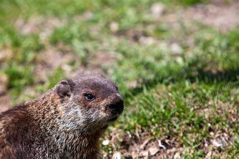 Understanding Groundhogs: Exploring the Behavior and Lifestyle of these Fascinating Creatures