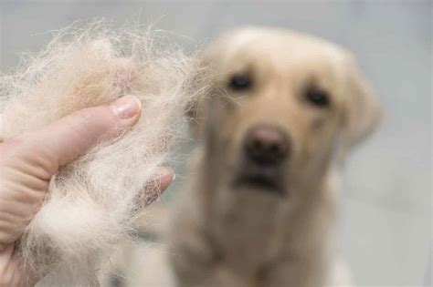 Understanding Hair Loss in Canines