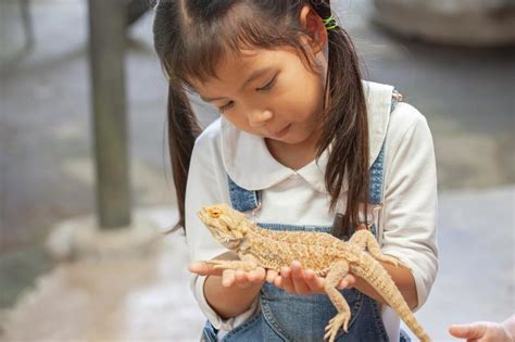 Understanding Proper Techniques for Handling and Training Reptiles