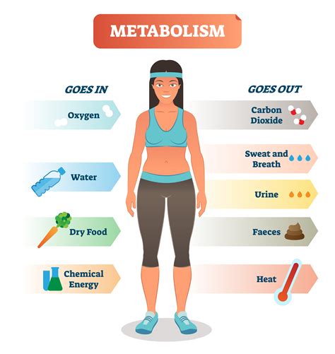 Understanding Your Body: Discovering the Secrets of Your Metabolism and Body Type