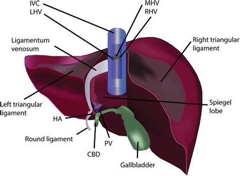 Understanding and Analyzing Dreams about Surgical Procedures on the Hepatic Organ