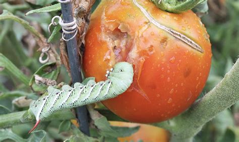 Understanding and Managing Common Diseases and Pests Affecting Tomato Plants