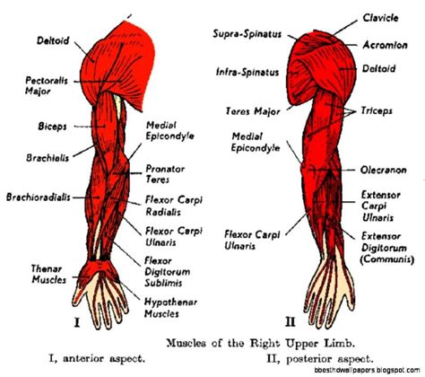 Understanding the Anatomy of the Upper Arm