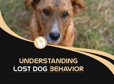 Understanding the Behavior of Missing Dogs: Insights from Experts