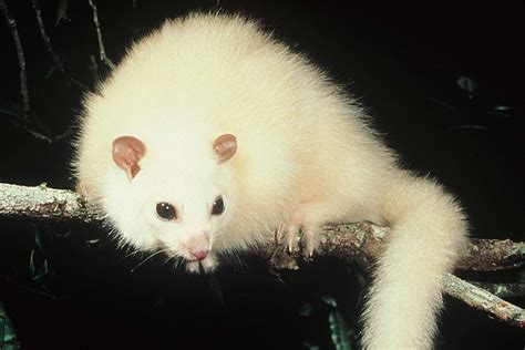 Understanding the Challenges of Conserving the White Possum: Investigating the Threats to its Populations