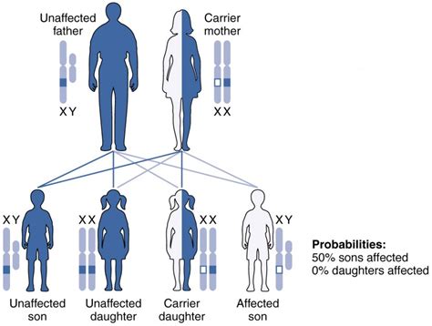 Understanding the Desire for a Male Offspring