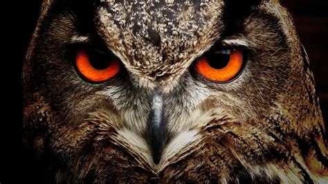 Understanding the Distinctive Traits and Characteristics of Enormous Owls