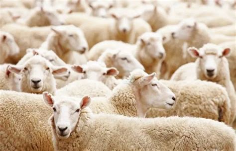 Understanding the Fundamentals: Sheep Herding Essentials